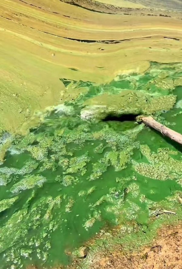 鑫配资官网 宜春高安一水库被曝水污染严重，“山坡上堆满牛粪岸边都是鱼鸟尸体”，当地：正在调查